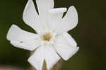 Bladder campion